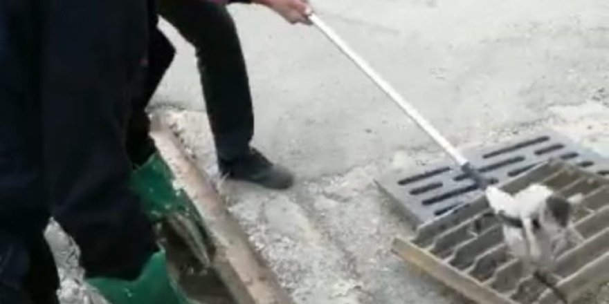 Yavru Kedi Mazgallardan Drenaj Kanalına Düştü