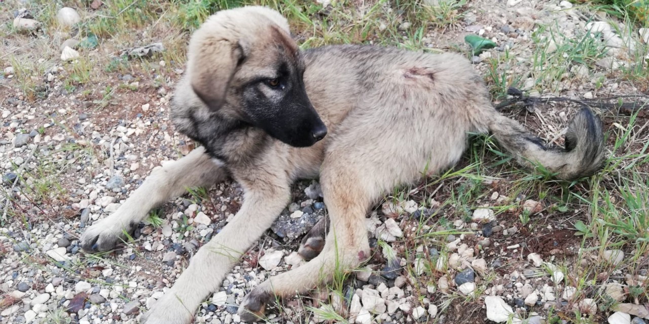 Aracın Çarptığı Yaralı Köpeğe Polis Sahip Çıktı
