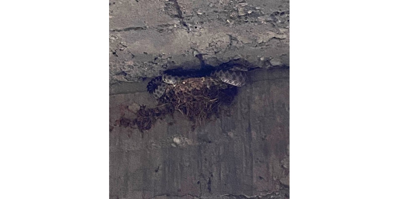 Üç Metrelik Yılan Kırlangıç Yavrularını Yedi