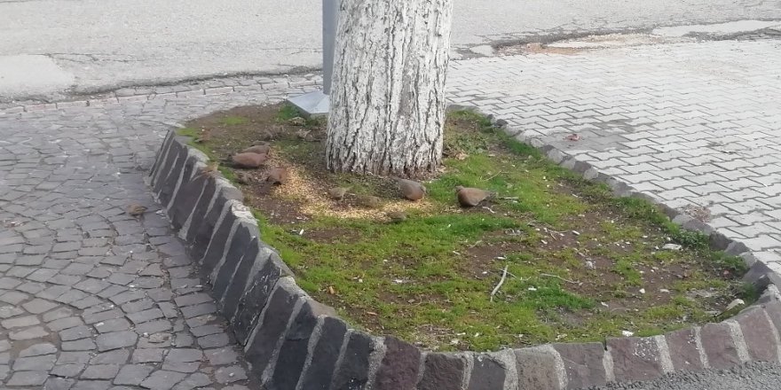 Gölbaşı Esnafı Kuşları Yemliyor