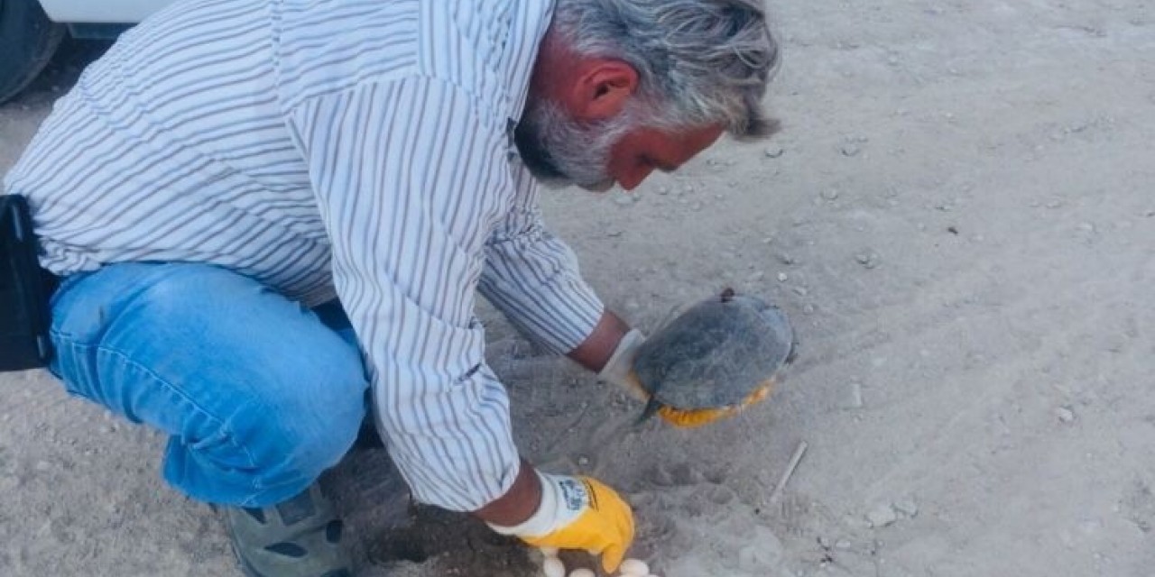 Kaplumbağa Yol Ortasına Yumurtladı