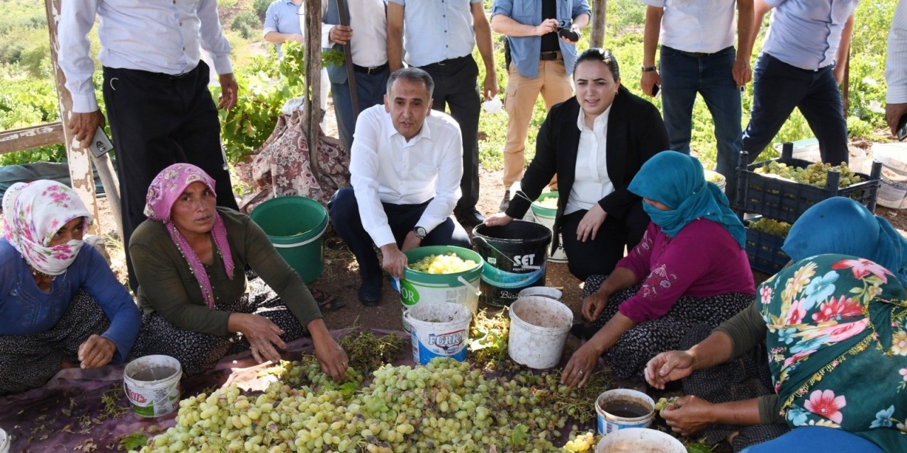 Vali Çuhadar Bağbozumuna Katıldı