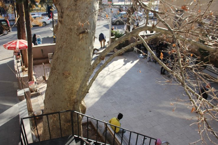 400 Yıllık Anıt Ağaç Güvenlik Gerekçesiyle Kesilecek