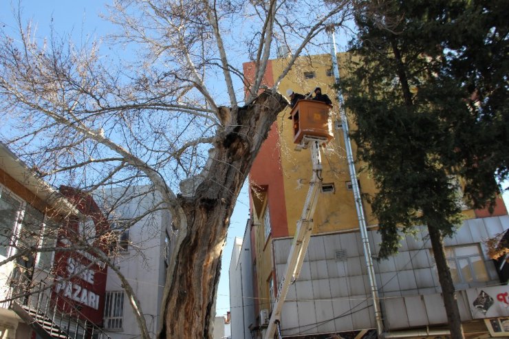 400 Yıllık Anıt Ağaçta Özel Ekip Çalışma Başlattı