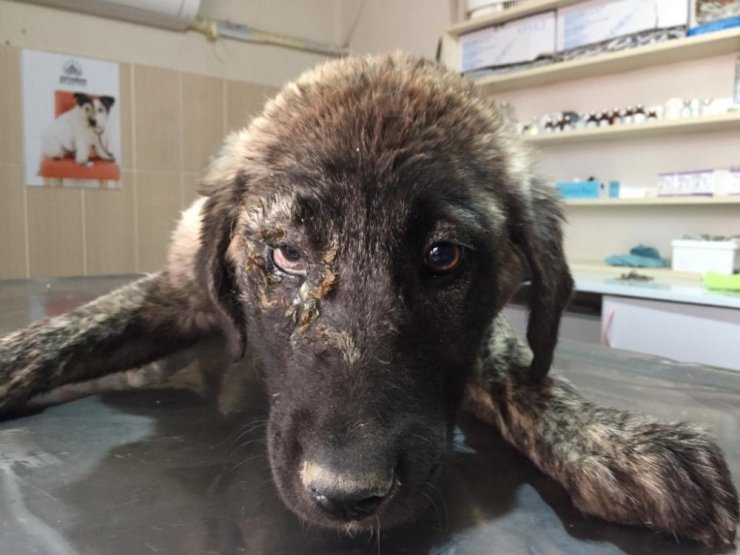 Hasta Köpek, Adıyaman Belediyesi Tarafından Tedavi Edildi