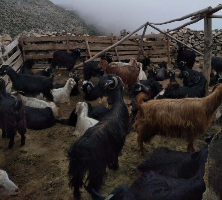 Yaylada Mahsur Kalan Çiftçiler Kurtarıldı