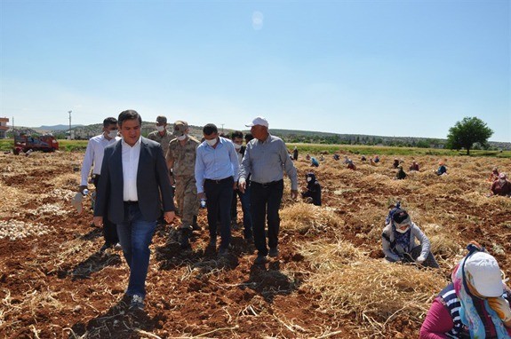 Besni’de Sarımsak Hasadı Başladı