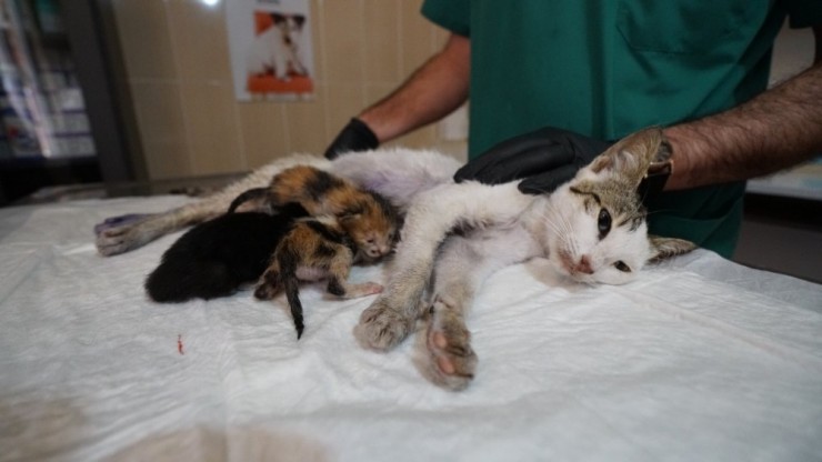 Kazada Yavrularını Kaybeden Kedi, Başka Yavru Kedilere Sütannelik Yapıyor