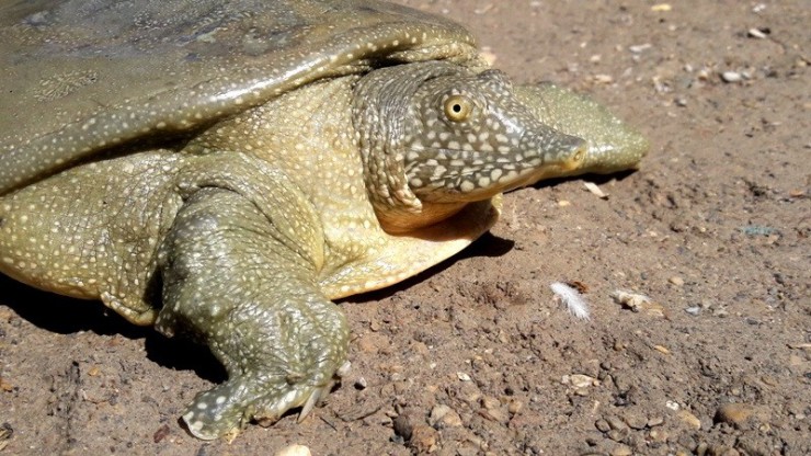 Nesli Tükenme Tehlikesindeki Kaplumbağa Balıkçı Ağına Takıldı