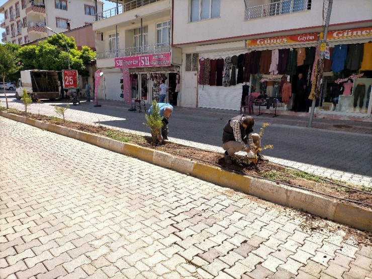 Gölbaşı Belediyesi Ağaçlandırma Çalışmalarına Başladı