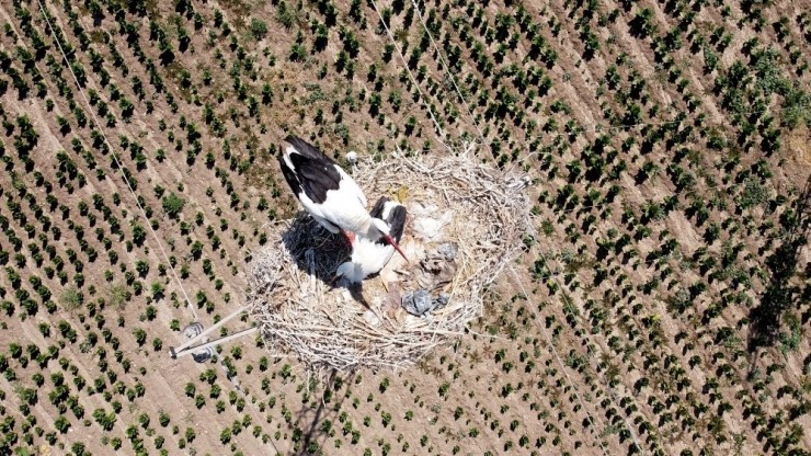 Dronu Gören Leylek Çifti Yumurtayı Sakladı
