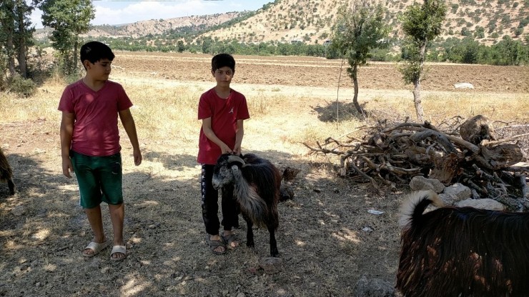 Ölen Kuzusu İçin Gözyaşlarına Boğulan Çocuk Kazayı Anlattı