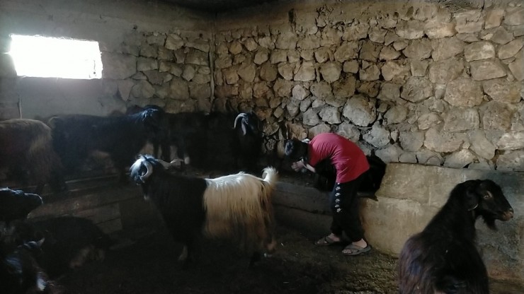 Ölen Kuzusu İçin Gözyaşlarına Boğulan Çocuk Kazayı Anlattı