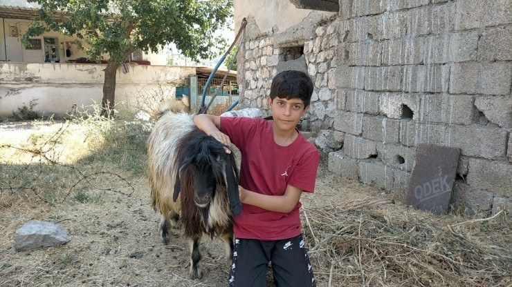 Ölen Kuzusu İçin Gözyaşlarına Boğulan Çocuk Kazayı Anlattı