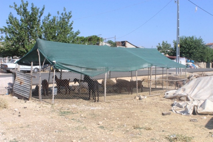 Hayvanlar Güneşten Tente İle Korunuyor