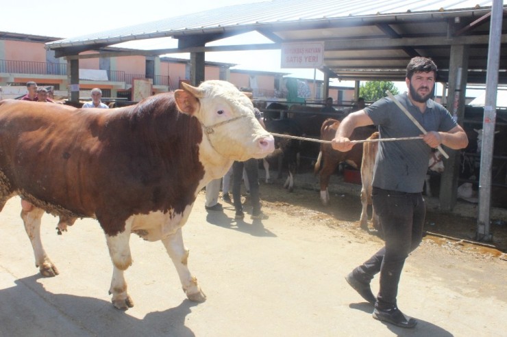 Korona Virüse Karşı Sopa Ve Halatlarla Kurban Pazarlığı