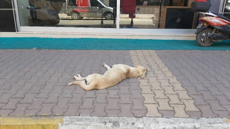 Köpeklerin Oyunu İşyeri Sahibini Canından Bezdirdi