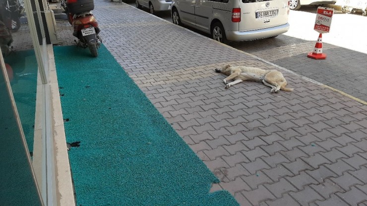 Köpeklerin Oyunu İşyeri Sahibini Canından Bezdirdi