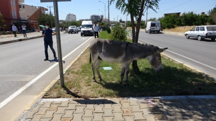 Eşeğe Çarpmamak İçin Takla Attı