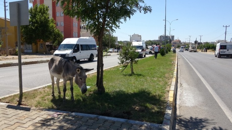 Eşeğe Çarpmamak İçin Takla Attı