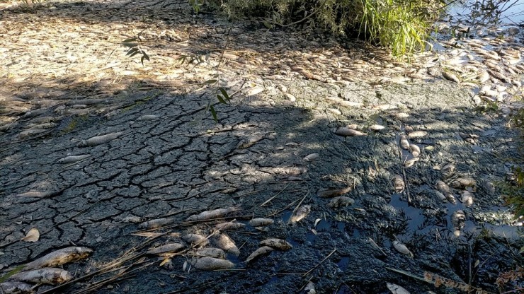 Adıyaman’da Korkutan Toplu Balık Ölümleri