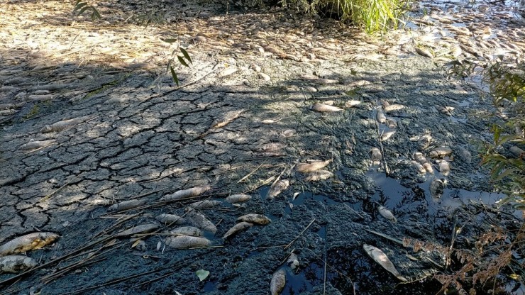 Adıyaman’da Korkutan Toplu Balık Ölümleri