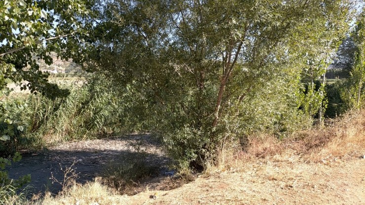 Adıyaman’da Korkutan Toplu Balık Ölümleri