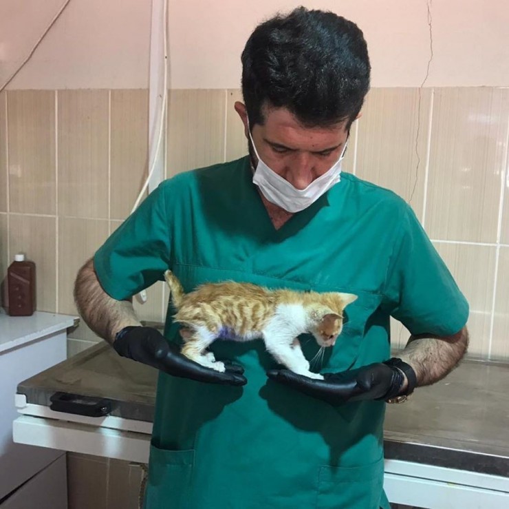 Fıtık Teşhisi Konulan Kedi Ameliyat Edildi