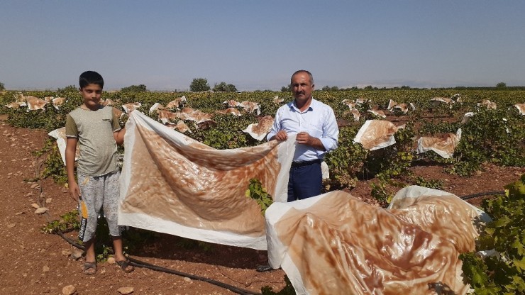 Bağlar Pestil Tarlasına Döndü