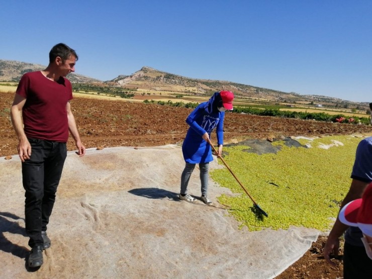 Öğrenciler Üzüm Bağlarını Gezdi