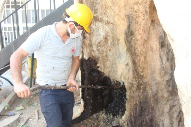 400 Yıllık Ağaca Özel Bakım