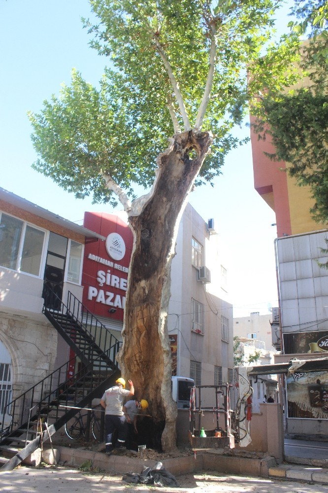 400 Yıllık Ağaca Özel Bakım