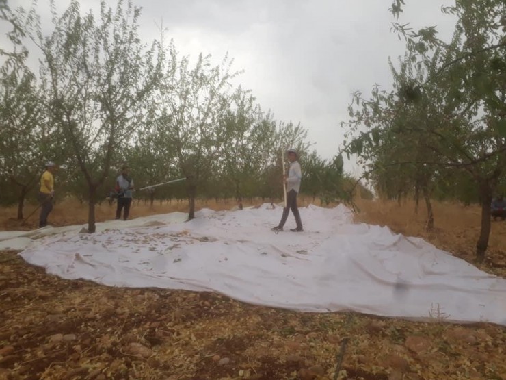 Şiddetli Rüzgar Çiftçilere Zor Anlar Yaşattı