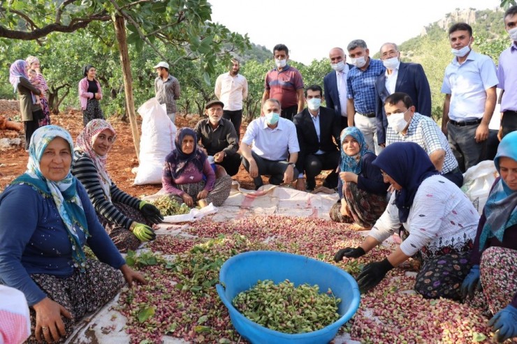 Vali Çuhadar Fıstık Hasadına Katıldı