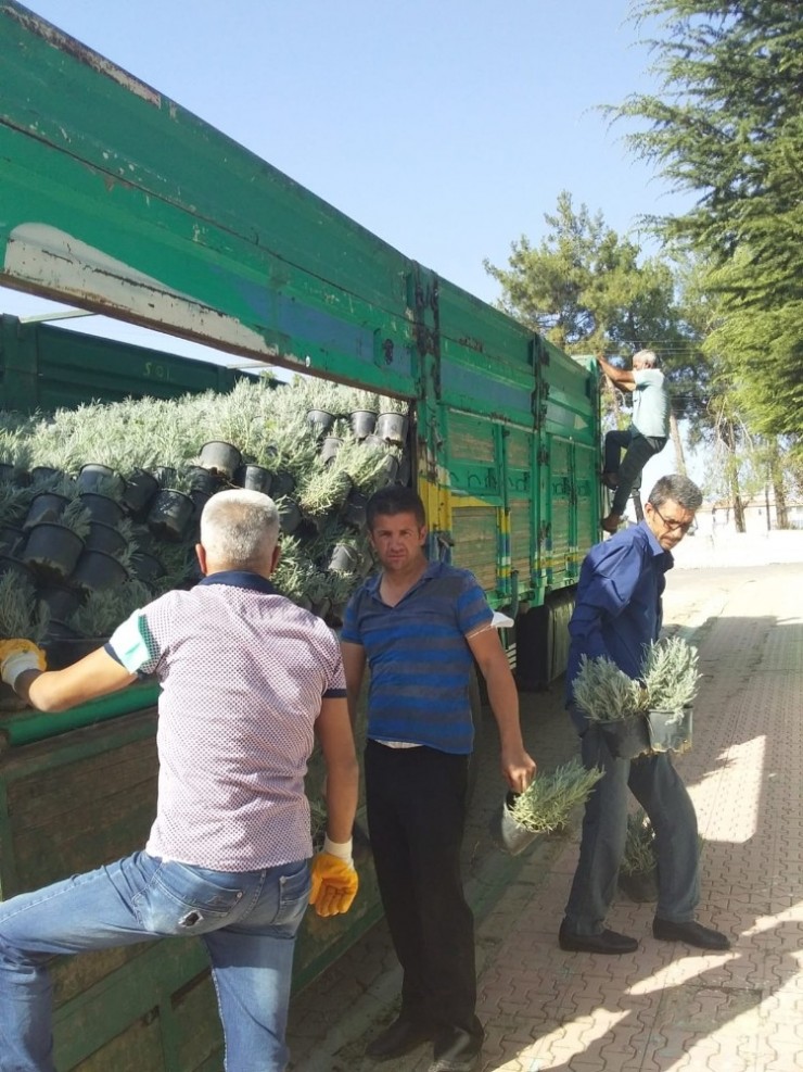 Besni’de Lavanta Fidanları Toprakla Buluşacak