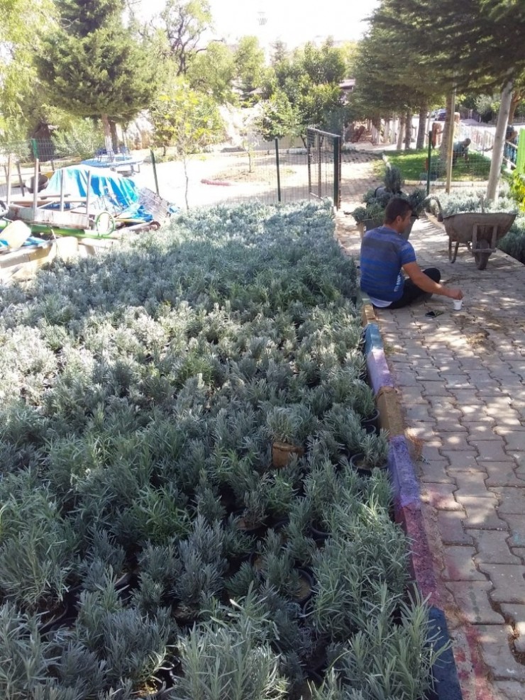 Besni’de Lavanta Fidanları Toprakla Buluşacak