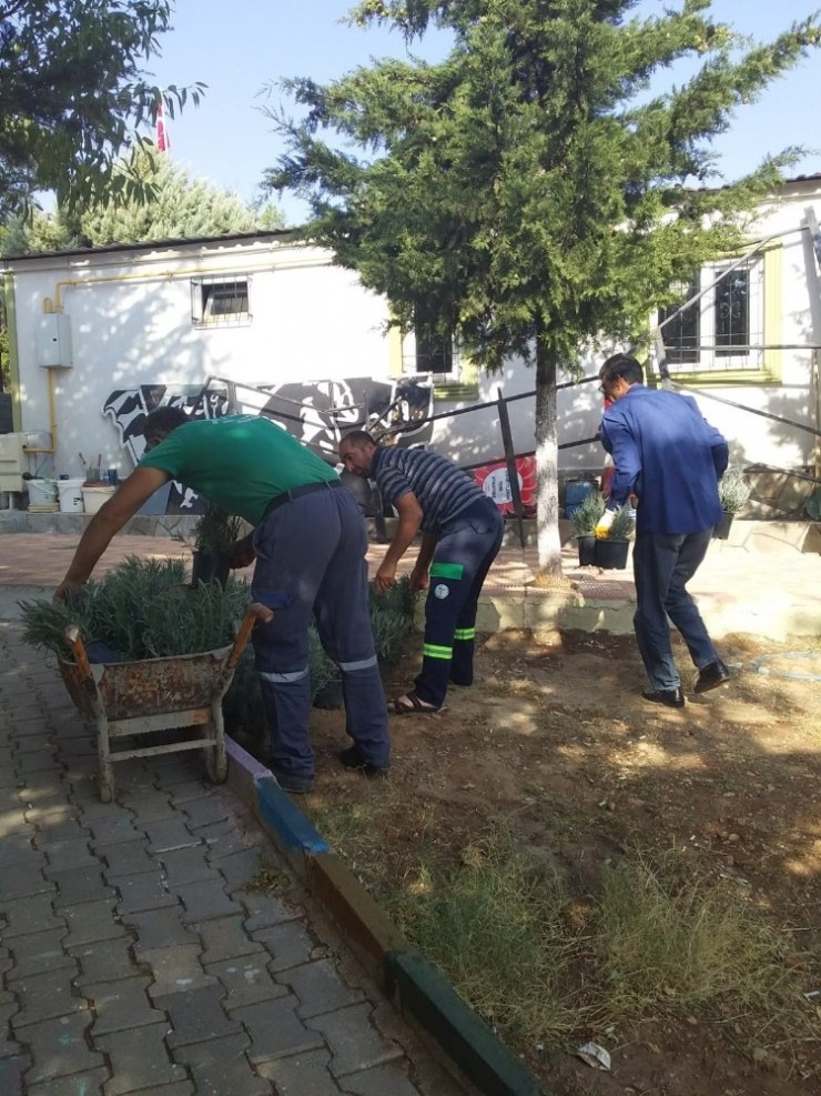 Besni’de Lavanta Fidanları Toprakla Buluşacak