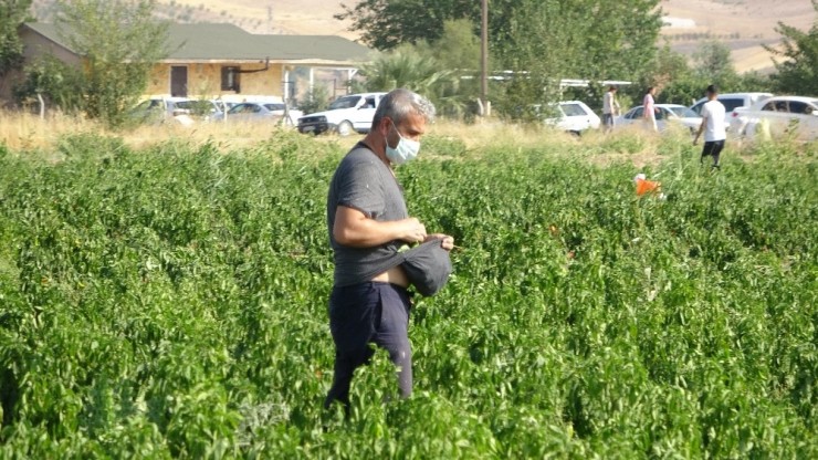 İstediği Fiyata Satamayınca Tonlarca Biberi Vatandaşlara Bıraktı