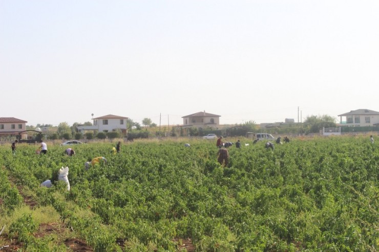 İstediği Fiyata Satamayınca Tonlarca Biberi Vatandaşlara Bıraktı