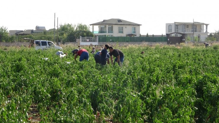 İstediği Fiyata Satamayınca Tonlarca Biberi Vatandaşlara Bıraktı