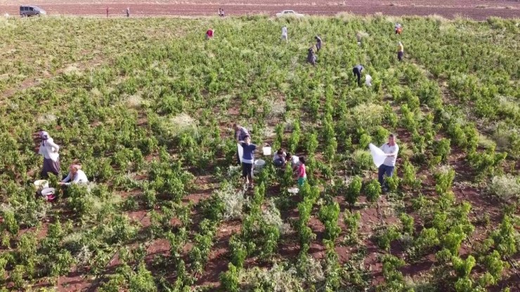 İstediği Fiyata Satamayınca Tonlarca Biberi Vatandaşlara Bıraktı