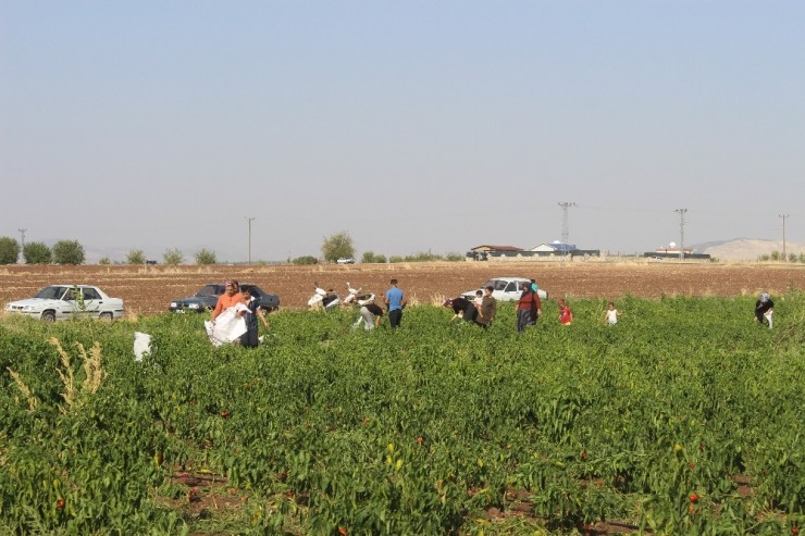 İstediği Fiyata Satamayınca Tonlarca Biberi Vatandaşlara Bıraktı