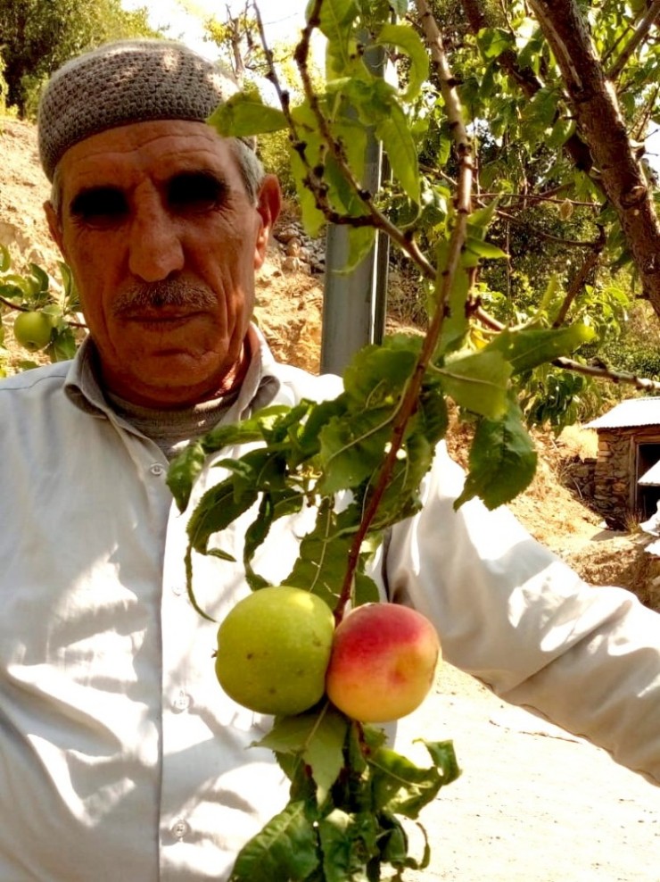 Bilim İnsanları Bu Meyve Karşısında Şaşkın