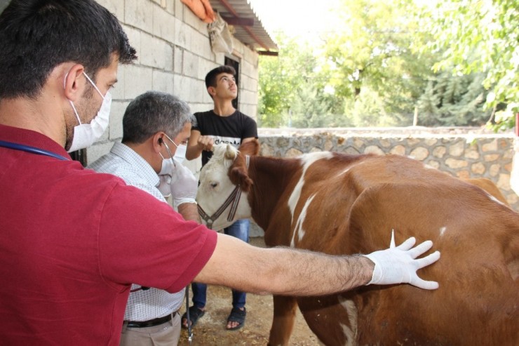 Sineklerin Isırdığı 16 Büyükbaş Hayvan Telef Oldu