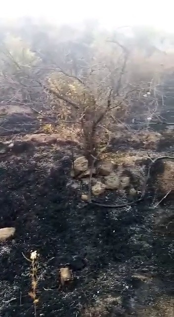 Adıyaman’da Orman Yangını Korkuttu