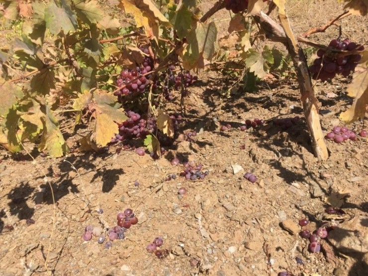 Yaban Domuzları Üzüm Bağlarına Zarar Verdi