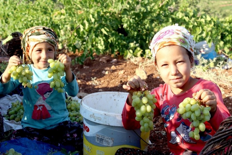 Peygamber Üzümünün Pazar Sorunu Ortadan Kalkıyor