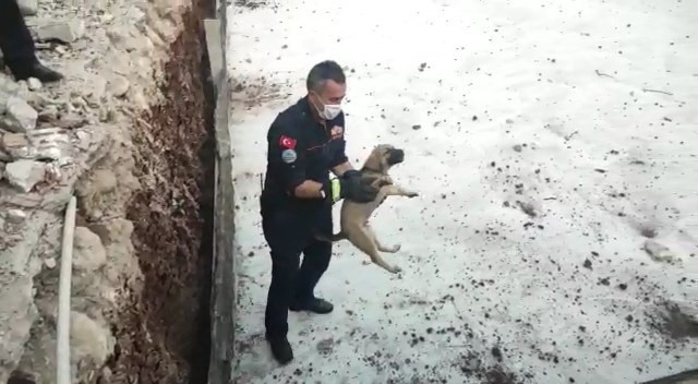 Temele Sıkışan Köpek Kurtarıldı