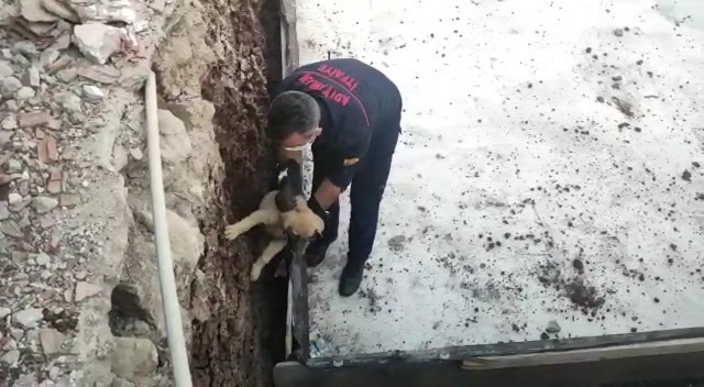 Temele Sıkışan Köpek Kurtarıldı