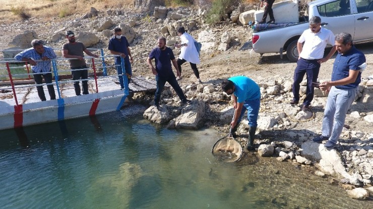 Baraj Ve Göletlere Yavru Balık Bırakıldı